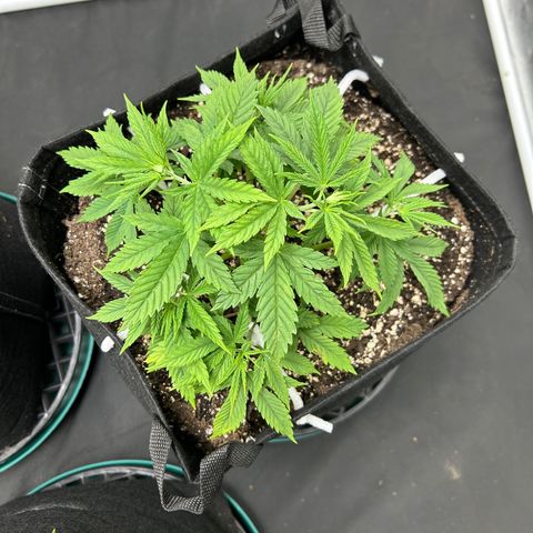 2 growlog timeline photo