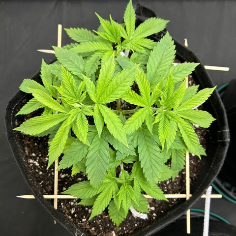 1 growlog timeline photo