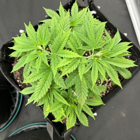 2 growlog timeline photo