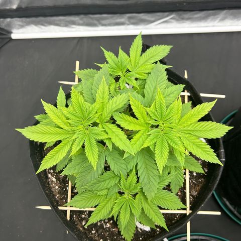 1 growlog timeline photo