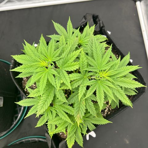 2 growlog timeline photo