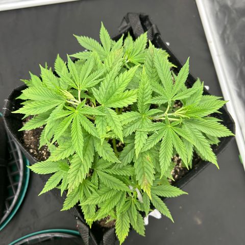 2 growlog timeline photo