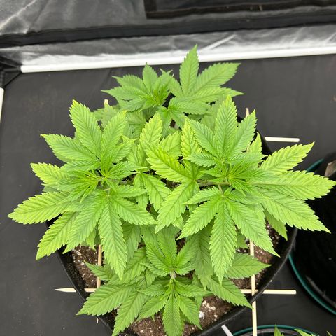 1 growlog timeline photo