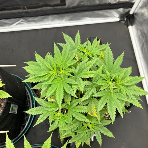 2 growlog timeline photo