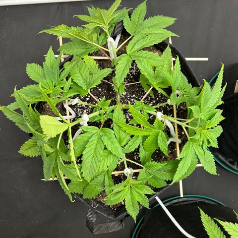 1 growlog timeline photo