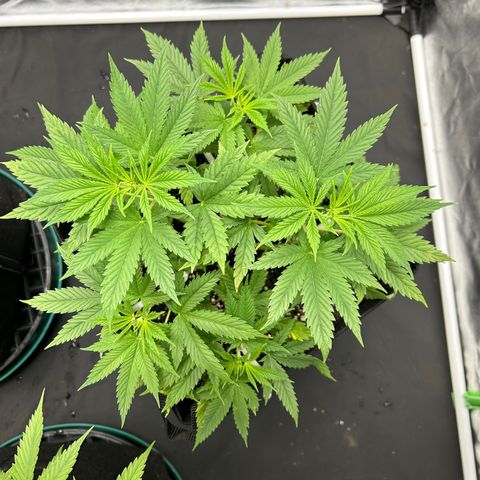 2 growlog timeline photo