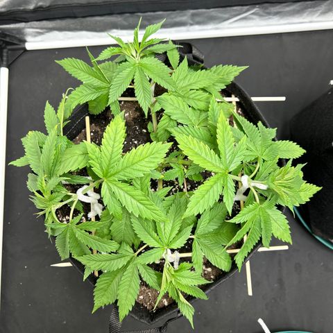 1 growlog timeline photo