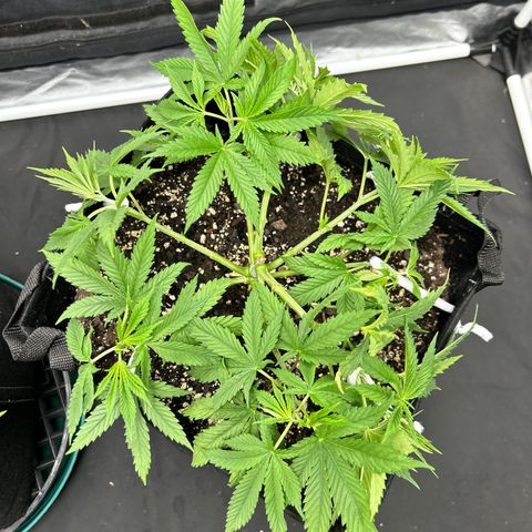 2 growlog timeline photo