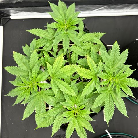 1 growlog timeline photo
