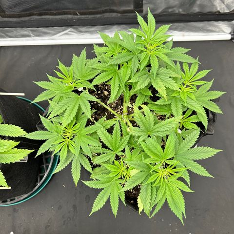 2 growlog timeline photo