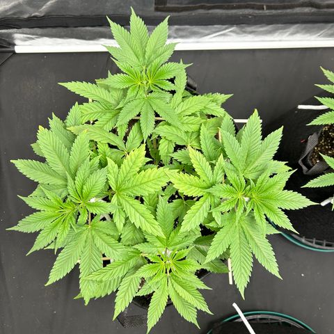 1 growlog timeline photo