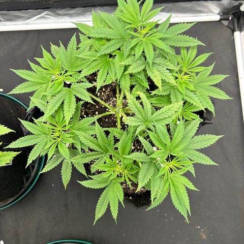 2 growlog timeline photo