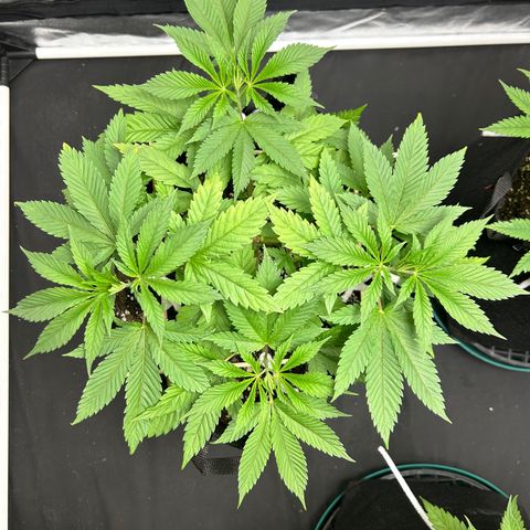 1 growlog timeline photo