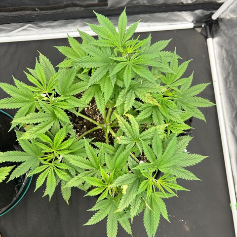 2 growlog timeline photo