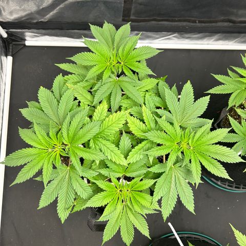 1 growlog timeline photo