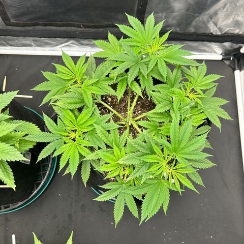2 growlog timeline photo