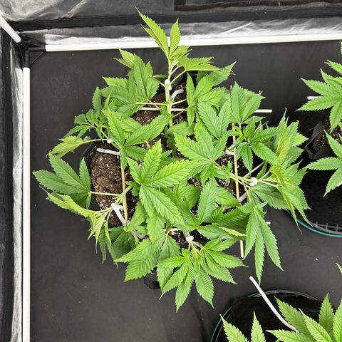 1 growlog timeline photo