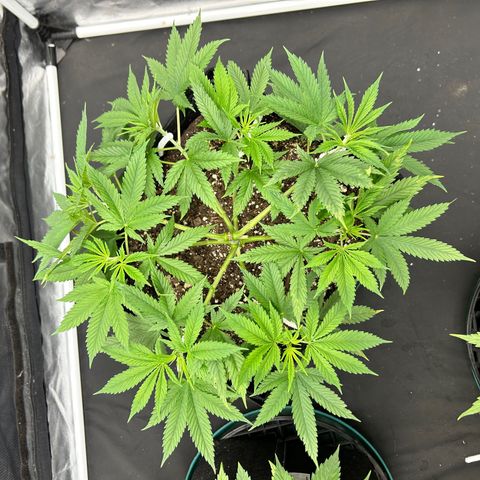 2 growlog timeline photo