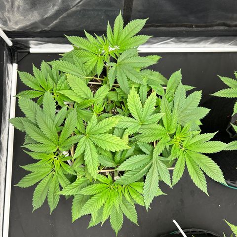 1 growlog timeline photo