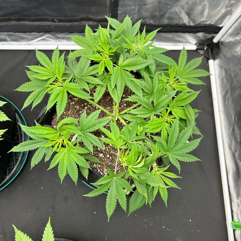 2 growlog timeline photo