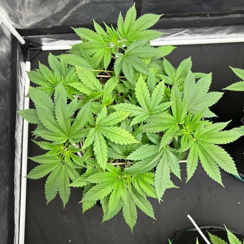 1 growlog timeline photo