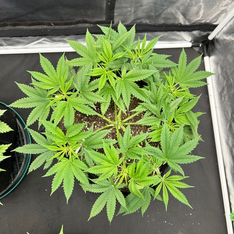 2 growlog timeline photo