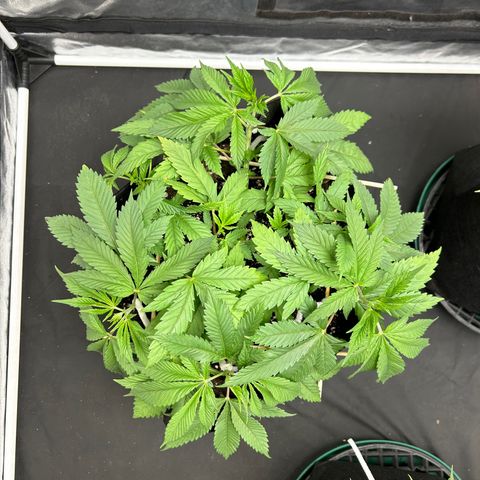 1 growlog timeline photo