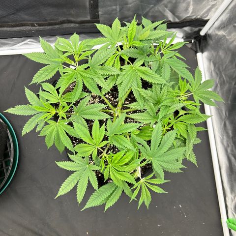 2 growlog timeline photo