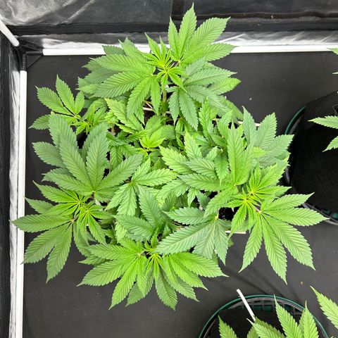 1 growlog timeline photo