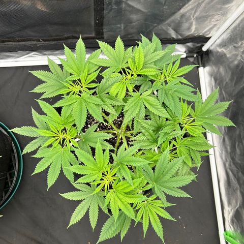 2 growlog timeline photo