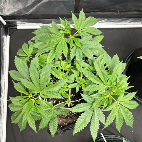 1 growlog timeline photo