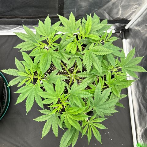 2 growlog timeline photo