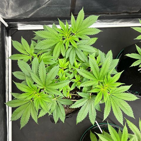 1 growlog timeline photo