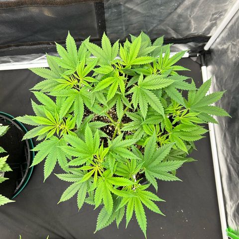 2 growlog timeline photo
