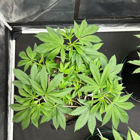 1 growlog timeline photo