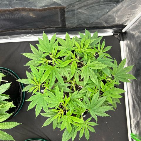 2 growlog timeline photo