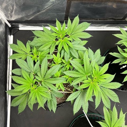 1 growlog timeline photo