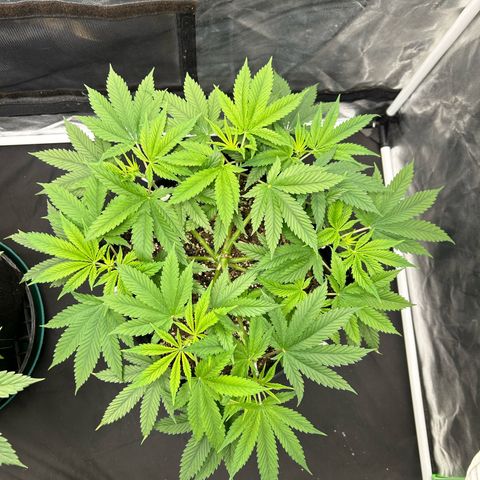 2 growlog timeline photo