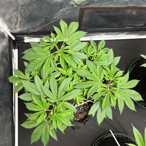 1 growlog timeline photo