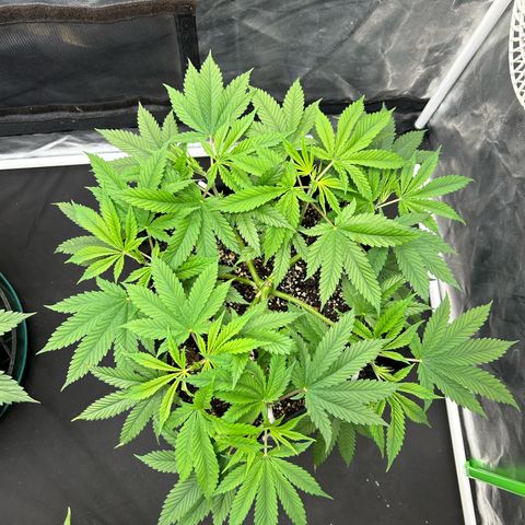 2 growlog timeline photo