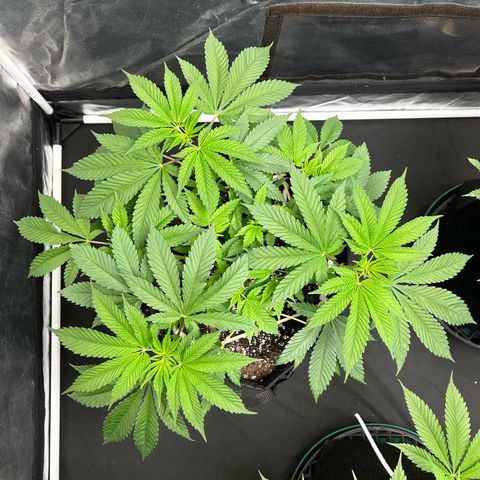 1 growlog timeline photo