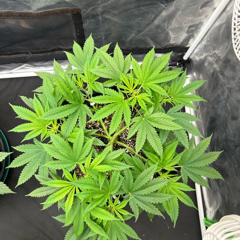 2 growlog timeline photo