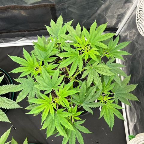 2 growlog timeline photo