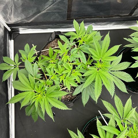 1 growlog timeline photo