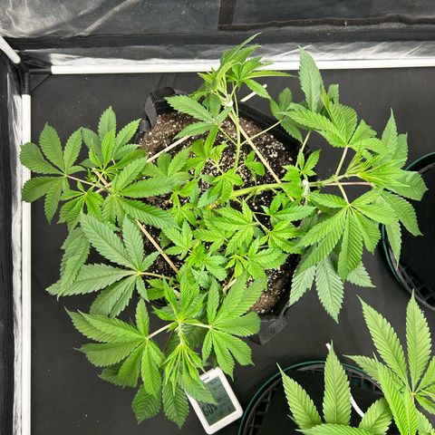 1 growlog timeline photo