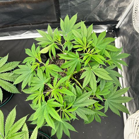 2 growlog timeline photo