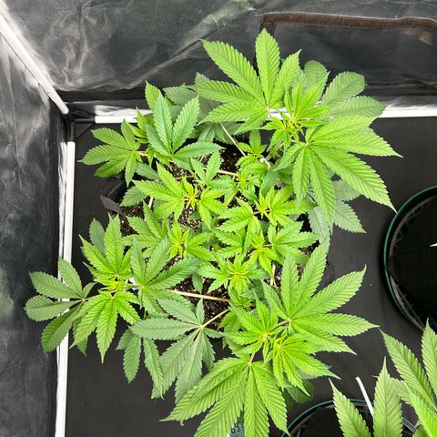 1 growlog timeline photo