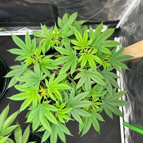 2 growlog timeline photo
