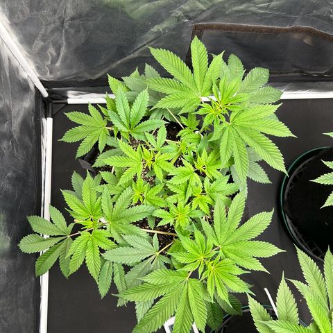 1 growlog timeline photo