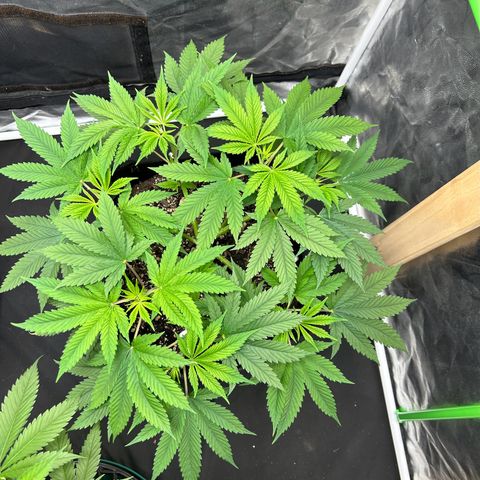 2 growlog timeline photo